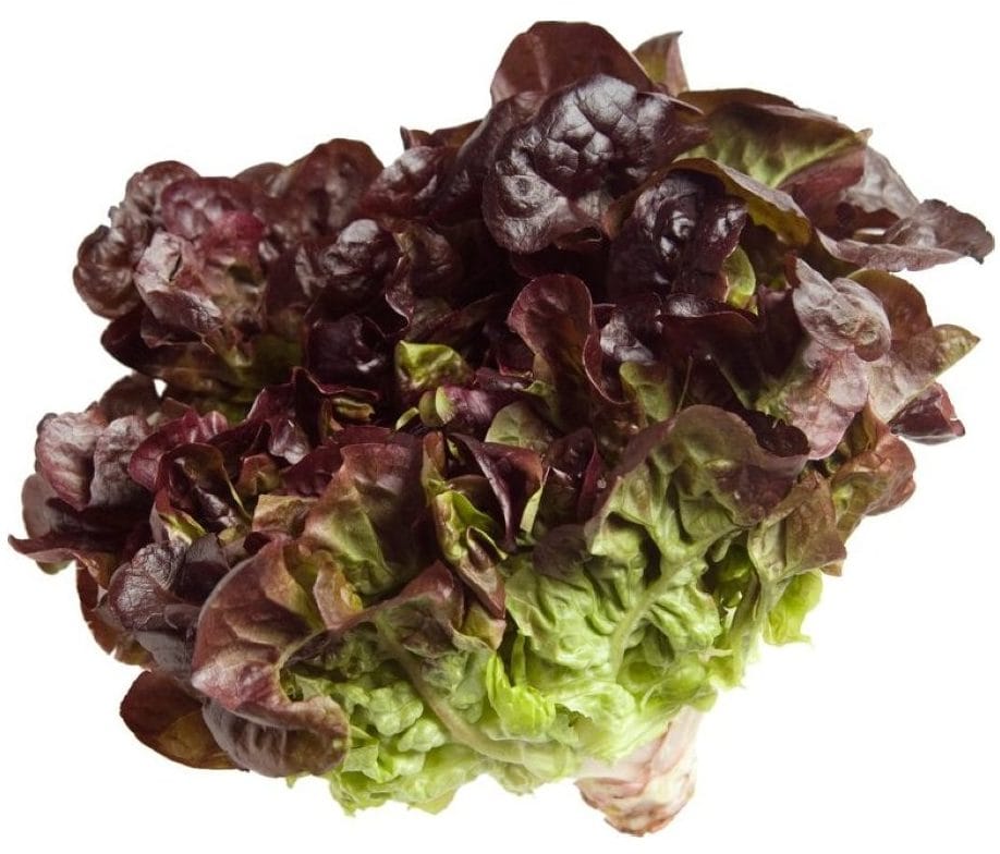 Lechuga Hoja de Roble (Unidad)