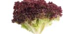 Lechuga Lollo Rosso (Unidad)