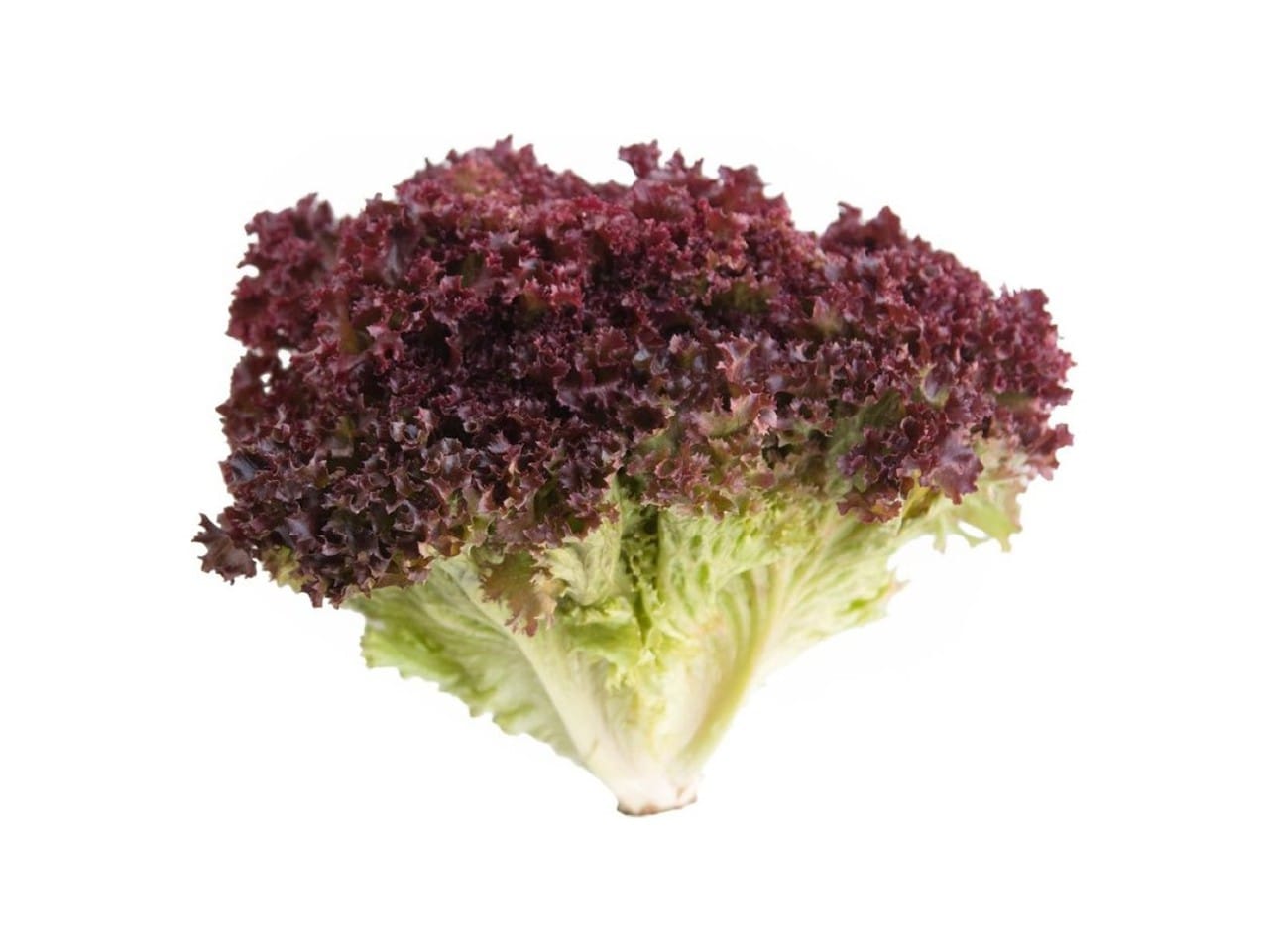 Lechuga Lollo Rosso (Unidad)