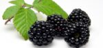 Moras (precio por bandeja)