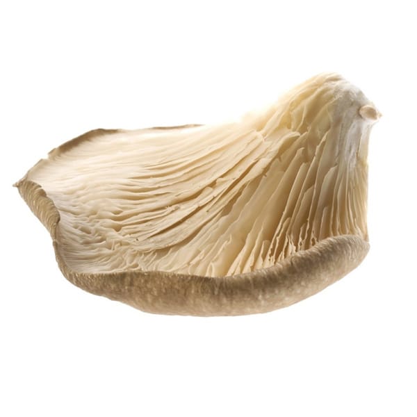 Seta ( Precio por bandeja )